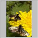 Adela reaumurella - Langhornmotte 01.jpg